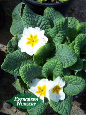 PRIMULA polyanthus (Primrose) | Evergreen Nursery